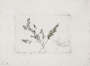 Willim Henry Fox Talbot Three Grasses oil painting